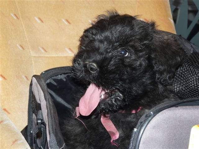 Helsy - Bouvier des Flandres (3 mois)
