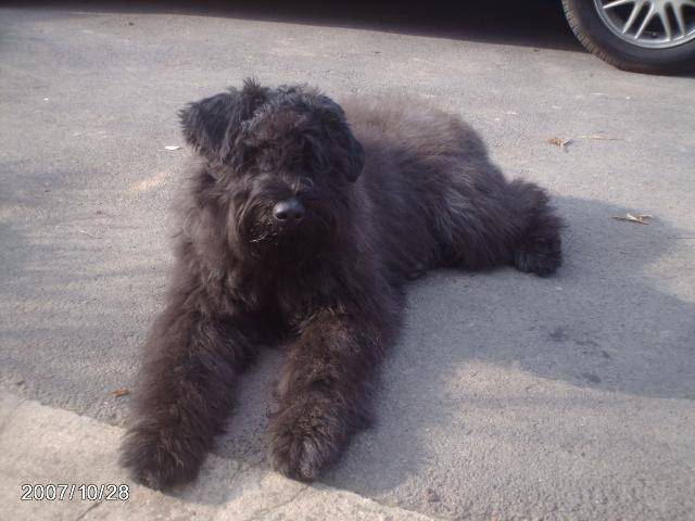 bouvier des flandres lola 5 mois - Bouvier des Flandres (5 mois)