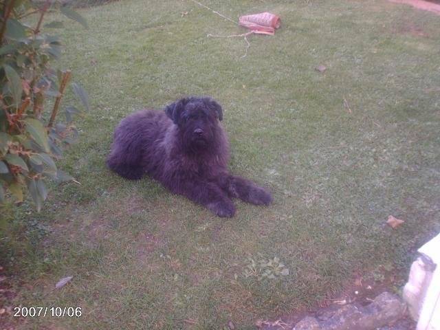 lola bouvier des flandres - Bouvier des Flandres