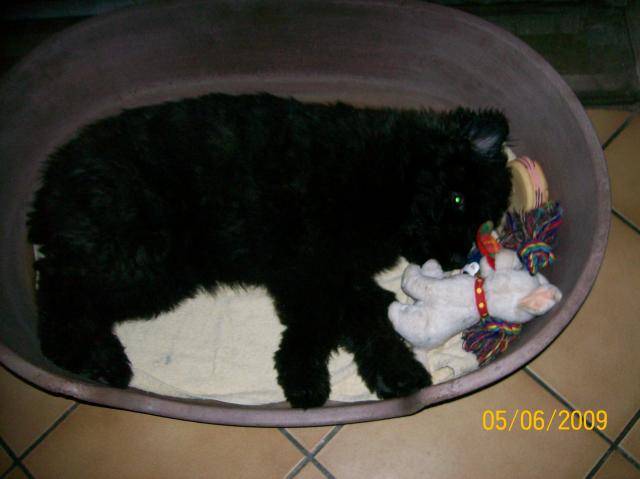 emmy bouvier des flandres - Bouvier des Flandres