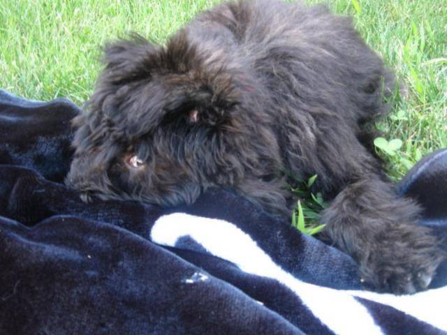 Shelby - Bouvier des Flandres - Bouvier des Flandres