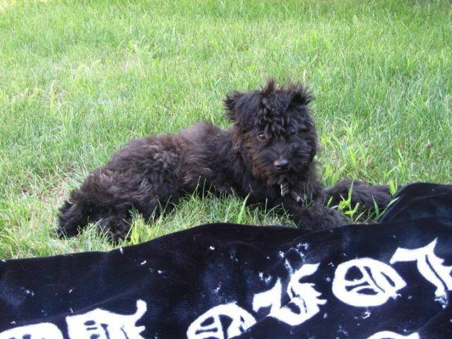 Shelby - Bouvier des Flandres - Bouvier des Flandres