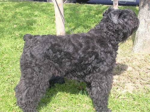 Bouvier des Flandres, Dana - Bouvier des Flandres