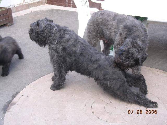 Dana von Gewdraa Oel , bouvier des Flandres - Bouvier des Flandres
