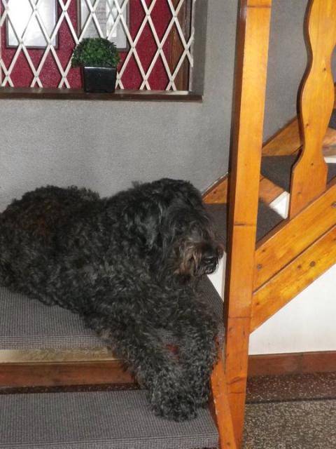 Bouvier des Flandres, Volga'h du clos d'Ebène - Bouvier des Flandres