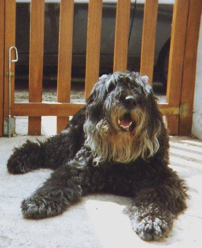 Bouvier des Flandres ,Grichka du Clos D'ébène, - Bouvier des Flandres