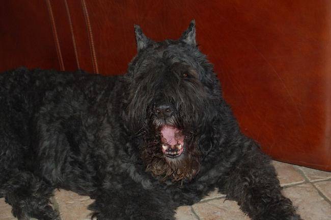 Oslo des Argeiras - Bouvier des Flandres - Bouvier des Flandres