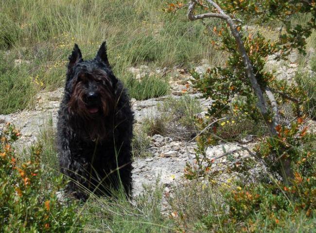 Bouvier des Flandres : Prisca des Argeiras - Bouvier des Flandres
