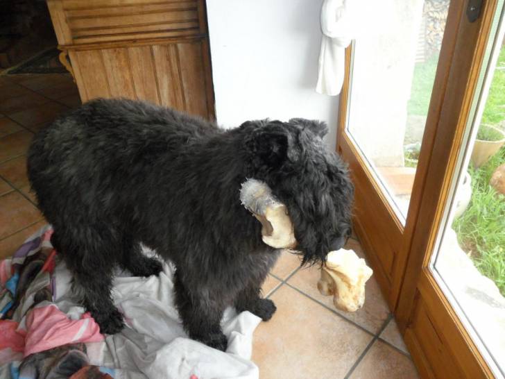 jules du clos de la luette - Bouvier des Flandres