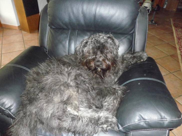 jules du clos de la luette - Bouvier des Flandres