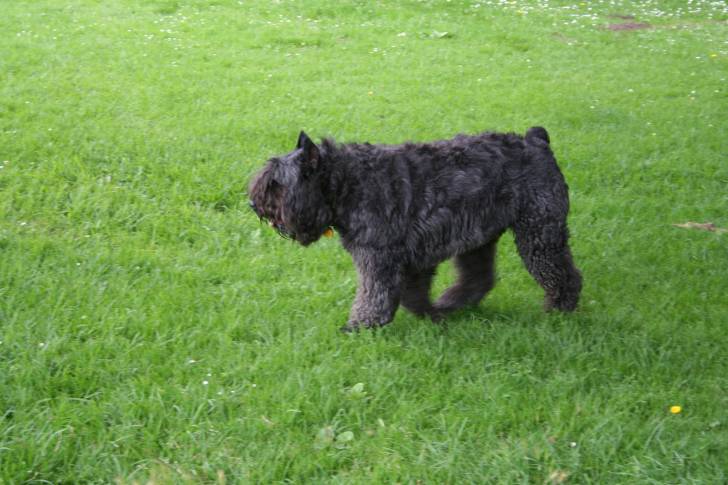 Photo Bouvier des Flandres
