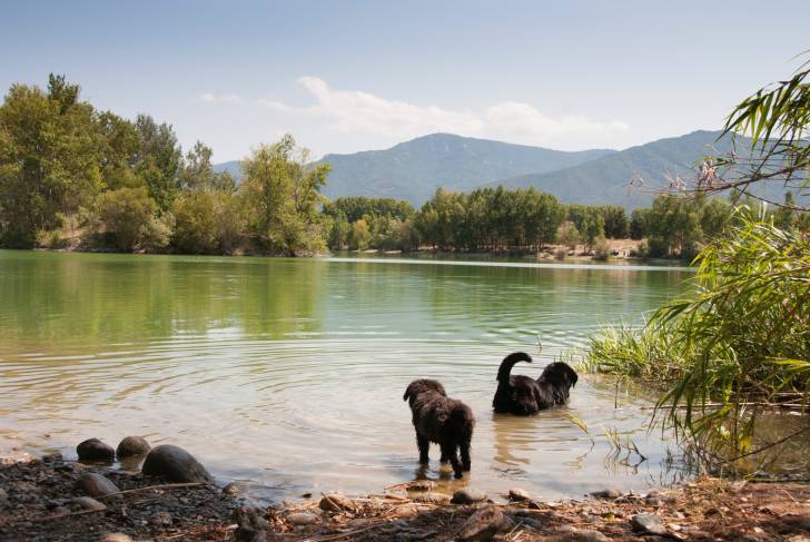 Photo Bouvier des Flandres