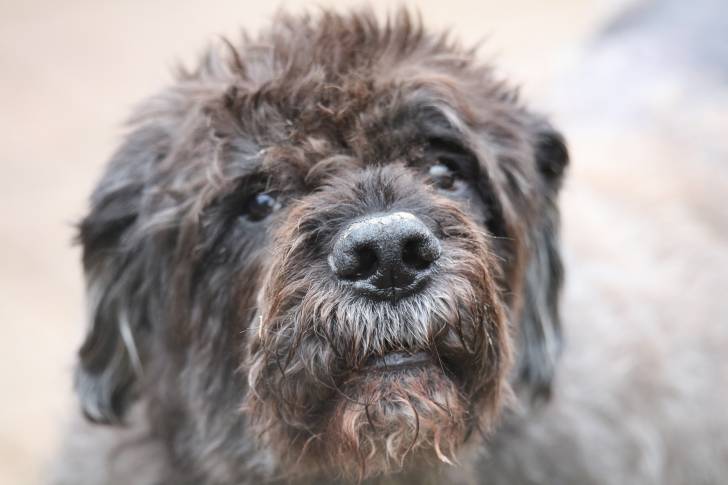 Photo Bouvier des Flandres