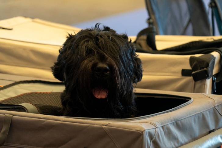Photo Bouvier des Flandres