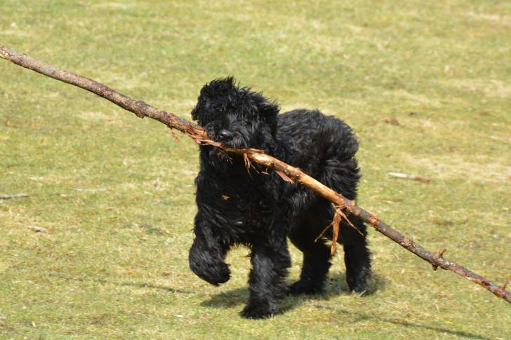 Photo Bouvier des Flandres