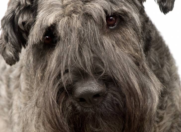 Photo Bouvier des Flandres