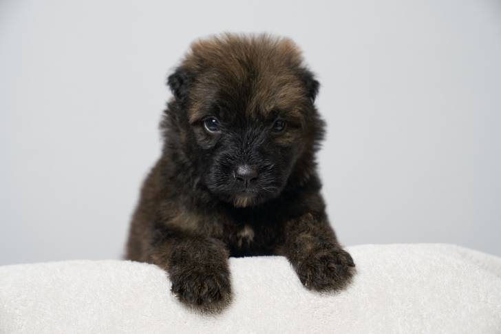 Photo Bouvier des Flandres