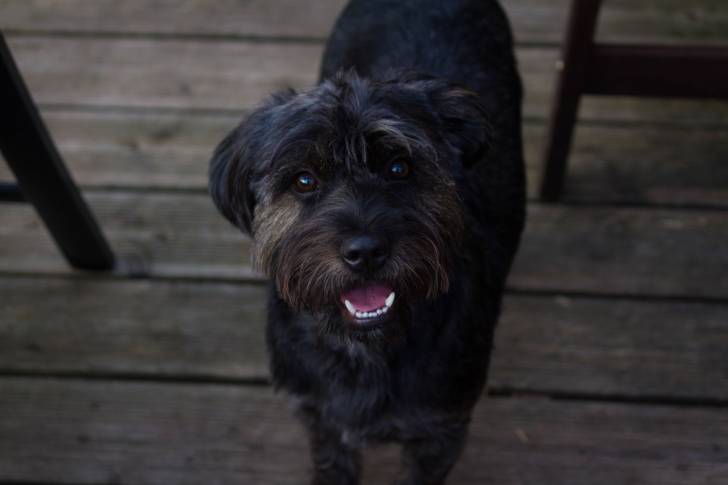 Photo Bouvier des Flandres