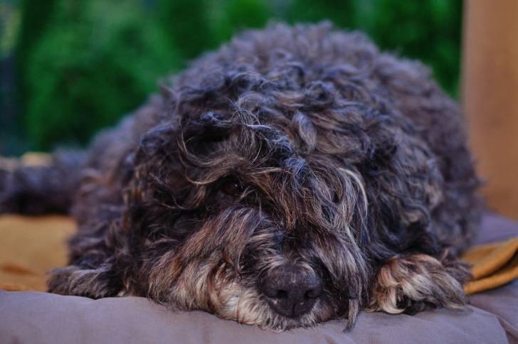 Photo Bouvier des Flandres