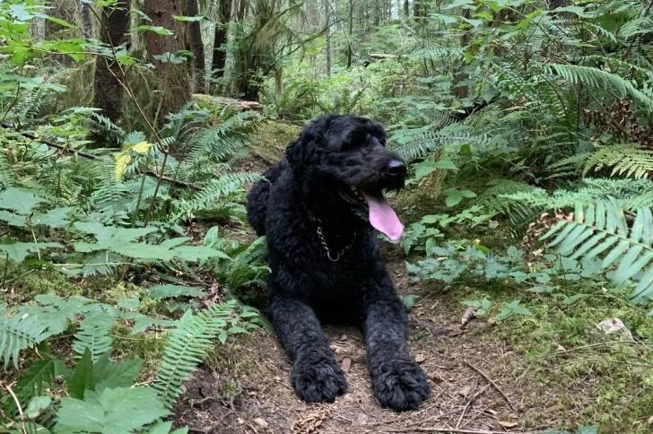 Un Bouvier des Flandres tirant la langue et portant un collier autour du cou