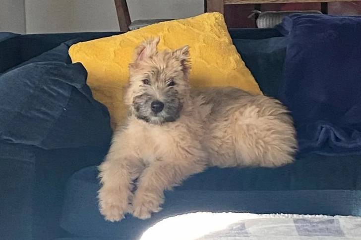 Un Bouvier des Flandres allongé sur un canapé et semblant détendu