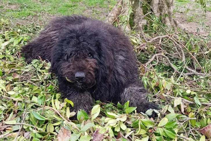 Un Bouvier des Flandres allongé sur un sol jonchés de feuilles mortes 