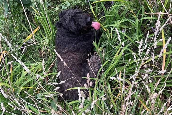 Un Bouvier des Flandres allongé sur un terrain herbeux et ayant la langue pendante 