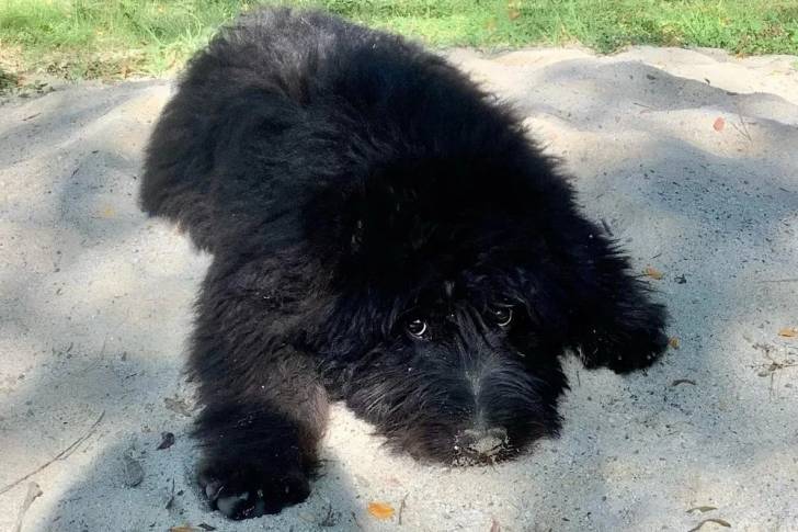 Un Bouvier des Flandres allongé sur une surface sableuse et semblant détendu