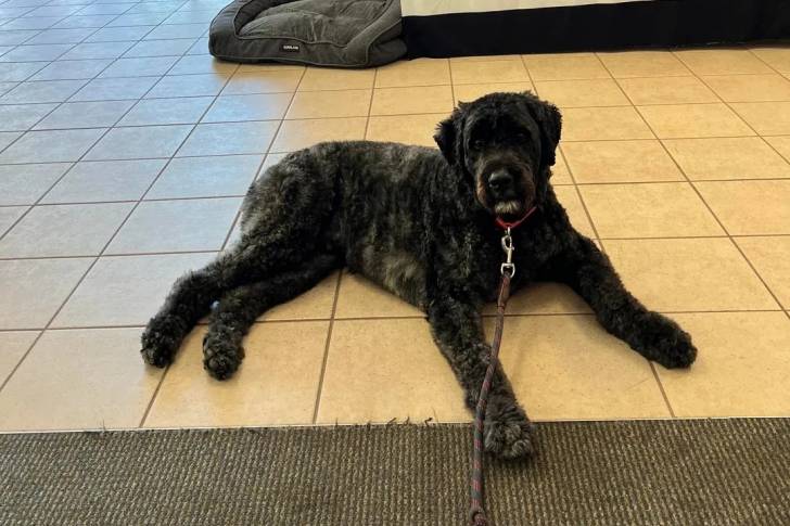 Un Bouvier des Flandres allongé sur un sol carrelé et qui est tenu en laisse 