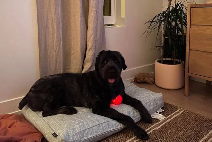 Un Bouvier des Flandres allongé sur un lit pour chien et tirant la langue 
