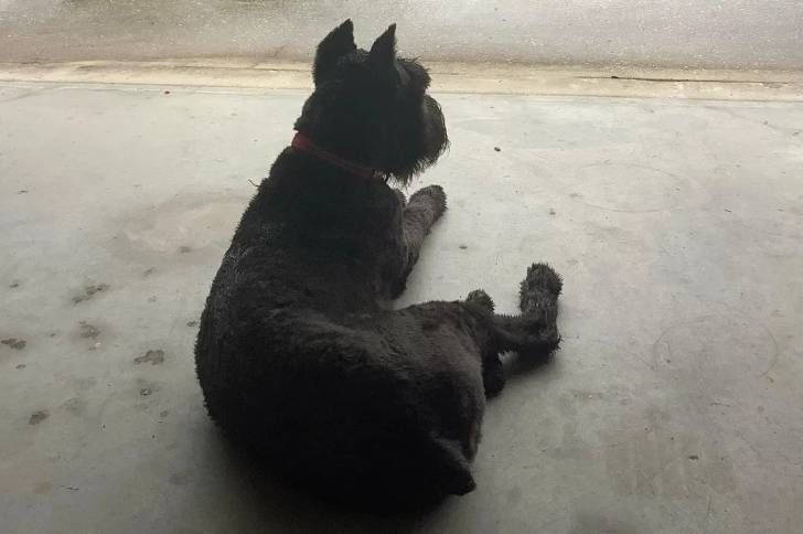 Un Bouvier des Flandres allongé sur une surface bétonnée et portant un collier autour du cou