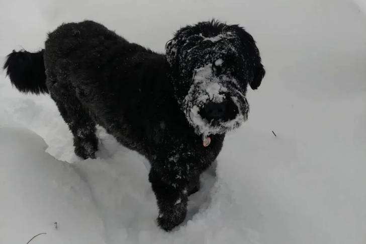 Un Bouvier des Flandres sur une surface enneigée et portant un collier autour du cou