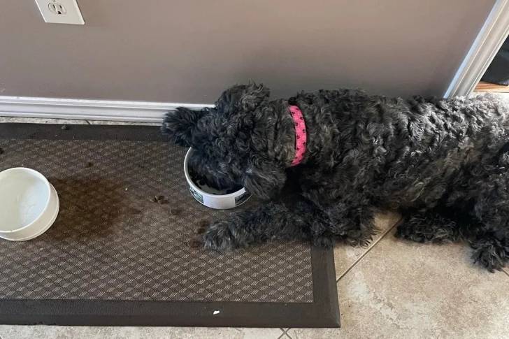 Un Bouvier des Flandres portant un collier autour du cou et mangeant dans sa gamelle 