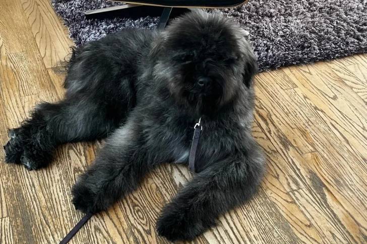 Un Bouvier des Flandres allongé sur un plancher et qui est tenu en laisse 