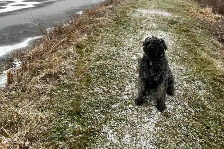 Un Bouvier des Flandres assis sur une surface herbacée et portant un collier autour du cou