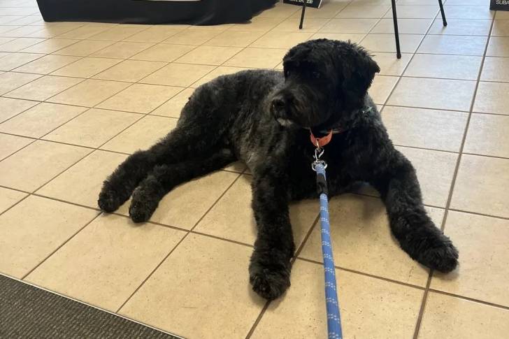 Un Bouvier des Flandres allongé sur un sol carrelé et qui est tenu en laisse 