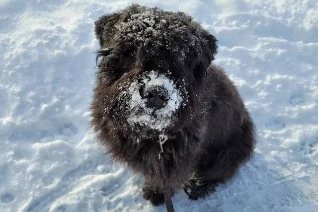 Un Bouvier des Flandres assis sur une surface enneigée et qui est tenu en laisse 