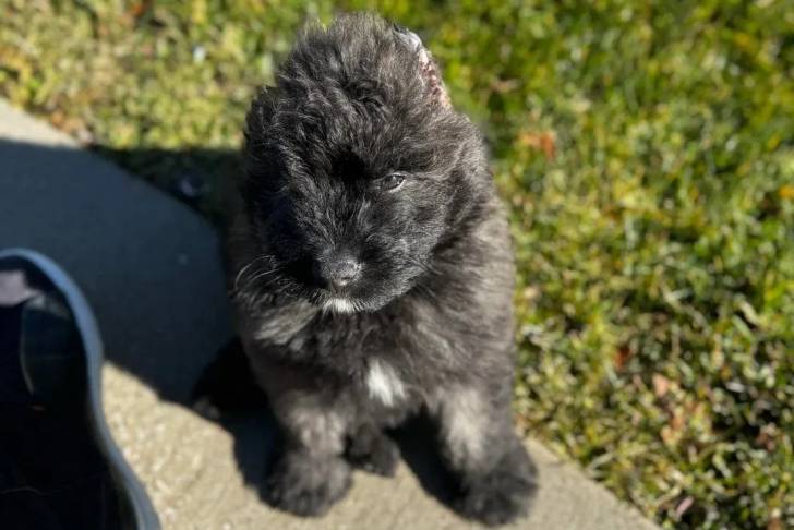 Un Bouvier des Flandres assis sur une surface bétonnée et semblant détendu