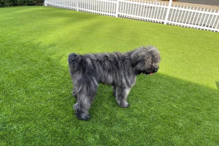 Un Bouvier des Flandres sur une surface gazonnée 