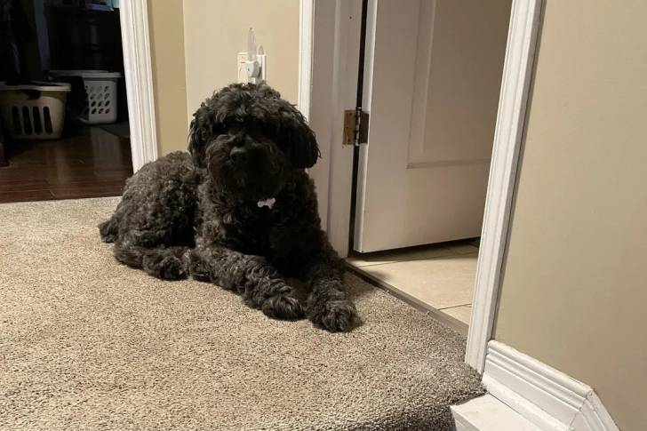 Un Bouvier des Flandres allongé sur une moquette et portant un collier autour du cou