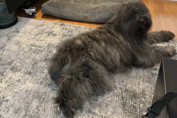 Un Bouvier des Flandres allongé sur un tapis et semblant détendu 