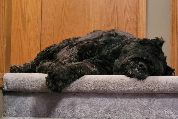 Un Bouvier des Flandres allongé et semblant dormir 