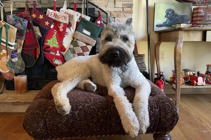 Un Bouvier des Flandres allongé et regardant vers la caméra