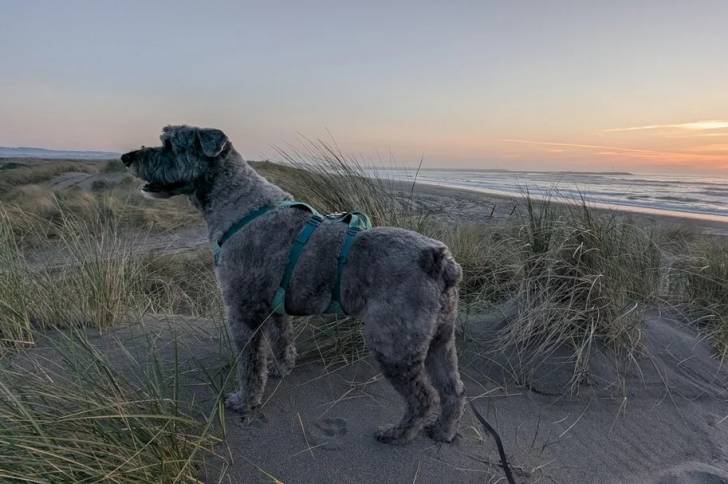 Un Bouvier des Flandres sur une surface sableuse et qui est tenu en laisse 