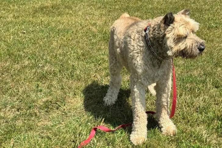 Un Bouvier des Flandres sur une surface gazonnée et qui est laisse 