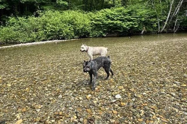 Deux Bouvier des Flandres sur une surface rocailleuse et portant tous deux un collier autour du cou