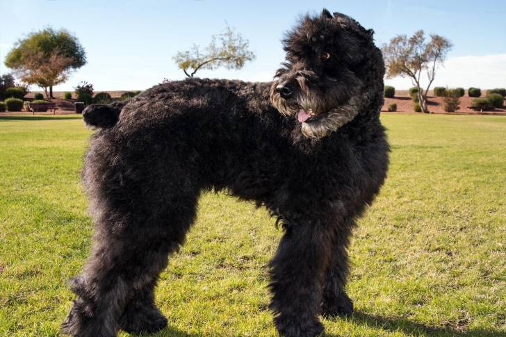 Un Bouvier des Flandres sur une surface gazonnée 