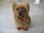 Cera - Silky Terrier