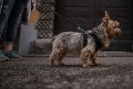 Photo Silky Terrier