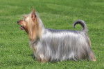 Photo Silky Terrier
